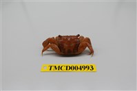 藏品(雙齒近相手蟹)的圖片